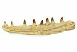 Fossil Mosasaur (Halisaurus) Jaw Section with Teeth - Morocco #345192-1
